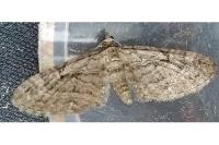 Eupithecia oxycedrata