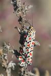 Utetheisa pulchella