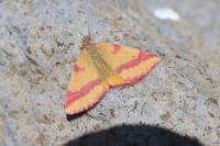 Lythria cruentaria