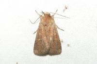 Xestia xanthographa