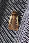 Ochropleura plecta