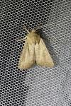 Hoplodrina ambigua