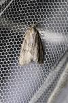 Pachycnemia hippocastanaria hippocastanaria