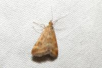 Pyrausta despicata