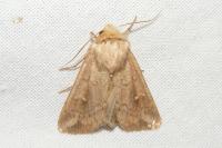 Mythimna albipuncta