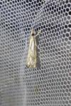 Catoptria falsella