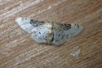 Idaea filicata