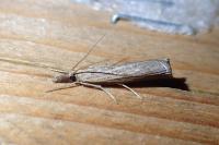 Pediasia contaminella