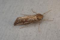 Compsoptera jourdanaria