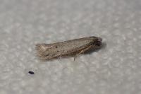 Ephestia