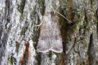 Agrotis trux