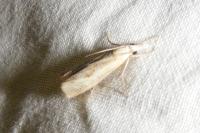 Agriphila inquinatella