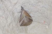 Hypena lividalis