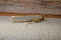 Eilema caniola