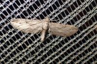 Eupithecia oxycedrata