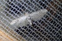 Eupithecia ochridata