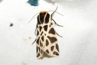 Cymbalophora pudica
