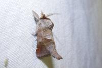 Clostera pigra