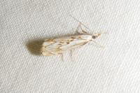 Catoptria falsella