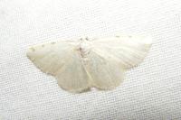 Stegania trimaculata