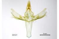 Dioryctria abietella