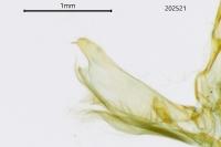 Dioryctria abietella