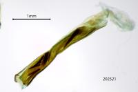 Dioryctria abietella