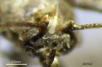 Acrobasis fallouella