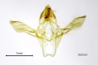 Acrobasis fallouella