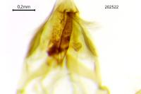 Acrobasis fallouella