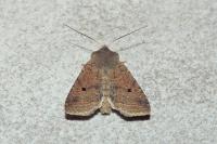 Leptologia lota