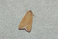 Mythimna unipuncta