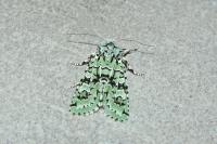 Griposia aprilina