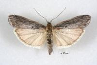 Epischnia ampliatella