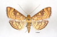 Anania verbascalis