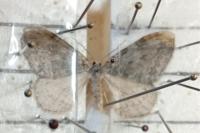 Epirrita christyi