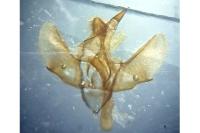 Epirrita christyi