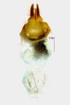 Apamea epomidion