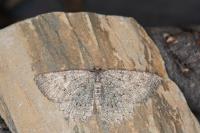Charissa obscurata obscurata