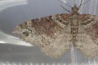Xanthorhoe ferrugata