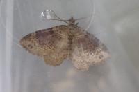 Xanthorhoe ferrugata
