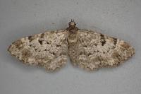 Eupithecia abietaria