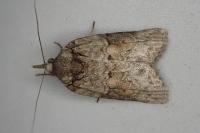 Nycteola revayana