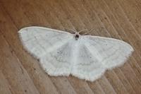 Scopula subpunctaria