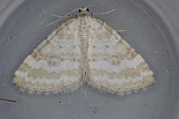 Perizoma albulata