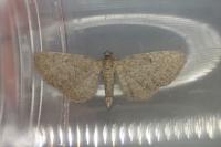 Eupithecia plumbeolata