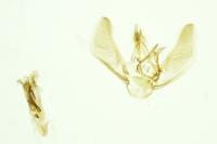 Eupithecia plumbeolata