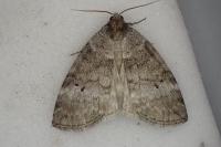 Ochropacha duplaris