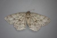 Ectropis crepuscularia