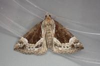 Hypena crassalis